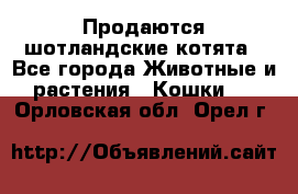 Продаются шотландские котята - Все города Животные и растения » Кошки   . Орловская обл.,Орел г.